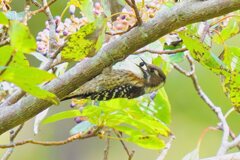ミズキの実を食うコゲラ