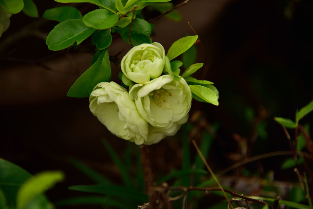 路傍の花5