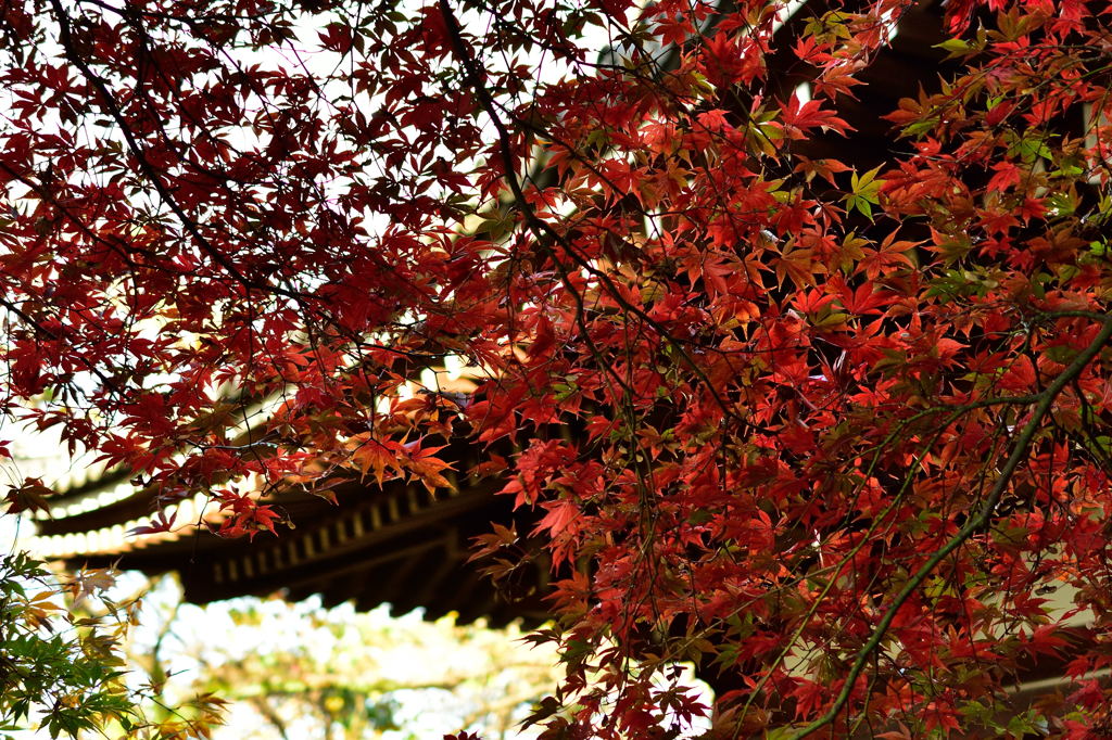 高幡不動尊の紅葉2