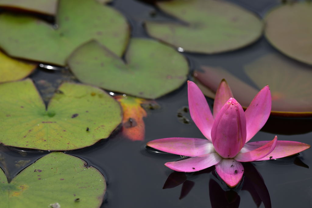 昭和記念公園の睡蓮