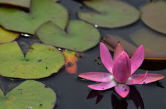 昭和記念公園の睡蓮