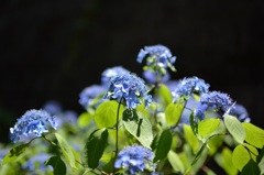 高幡不動のアジサイその2