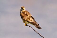 チョウゲンボウのメス1