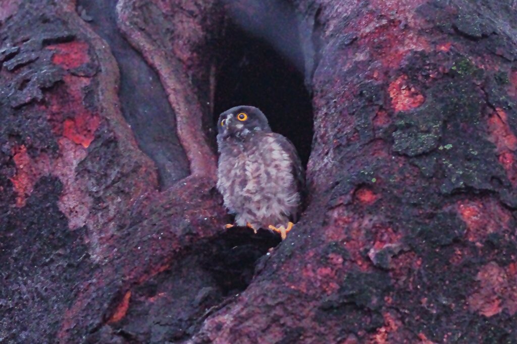 巣立ち直前のアオバズク幼鳥