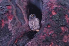 巣立ち直前のアオバズク幼鳥