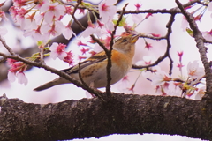 アトリ1