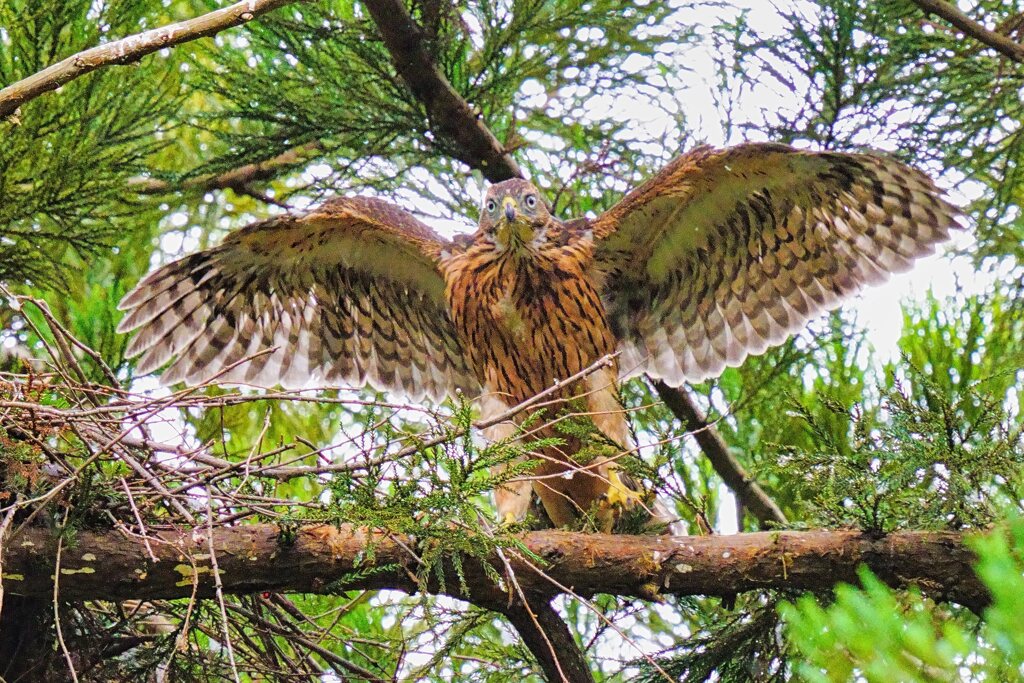 オオタカの幼鳥たち1