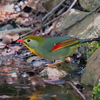 水場の相思鳥