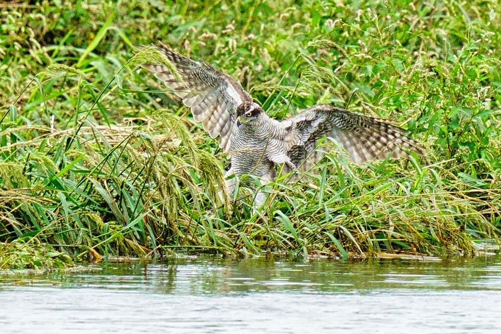 オオタカの狩り6