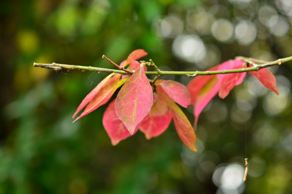 ウオーキング途中の紅葉2