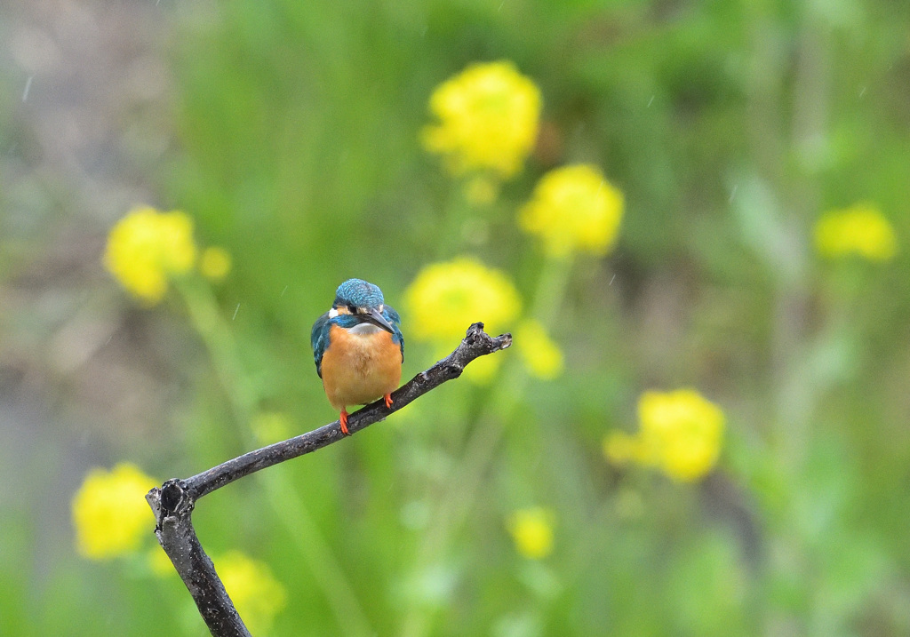 雨の菜の花とカワセミ4