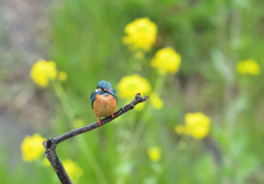雨の菜の花とカワセミ4