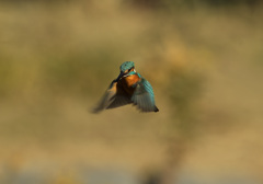 本日のホバ 本日のホバ