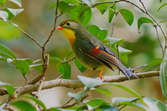 水場の相思鳥