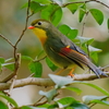 水場の相思鳥