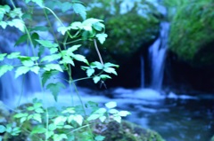 桧原村払沢の滝