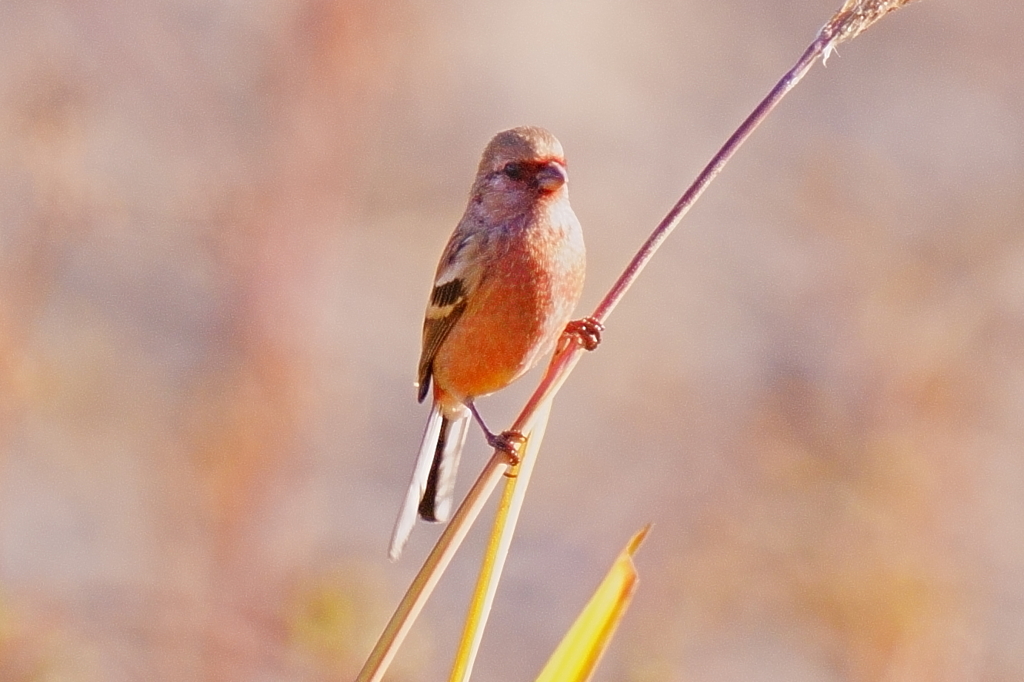 ベニマシコ若オス