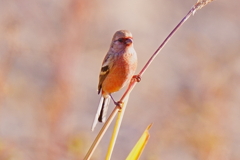 ベニマシコ若オス