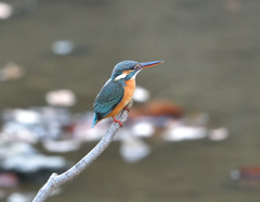 枝止まり1 枝止まり1