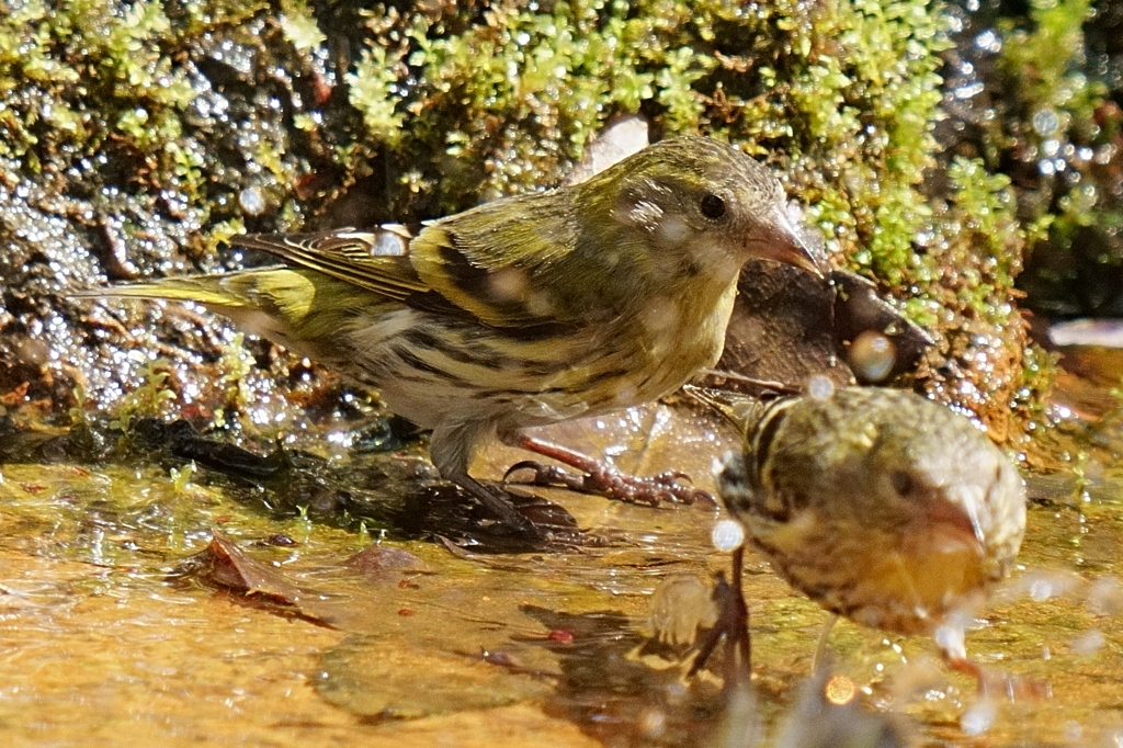 水浴びシリーズ