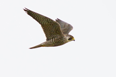 ハヤブサ幼鳥の飛翔3