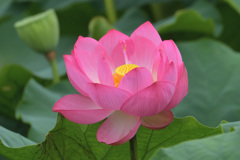蓮