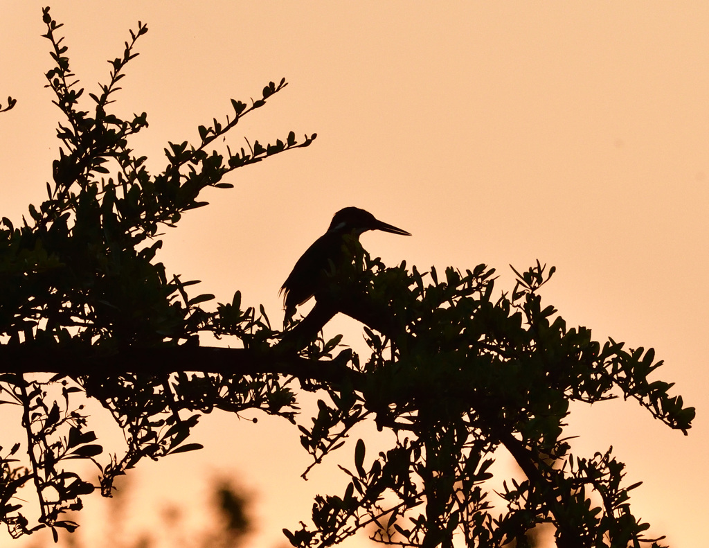 日の出カワセミ2