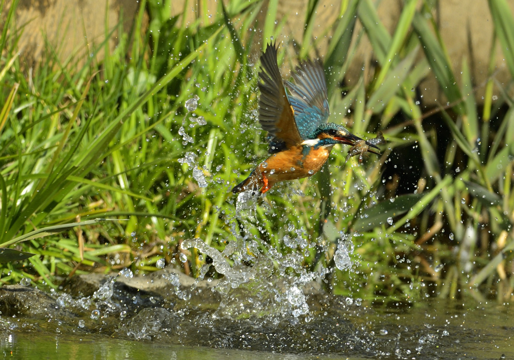 獲ったどー！180324_085701_01