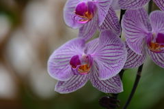 神代植物公園9