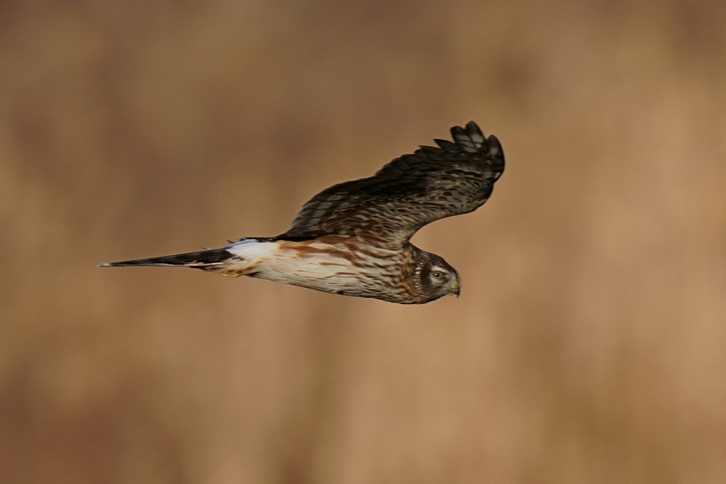 ハイイロチュウヒ7