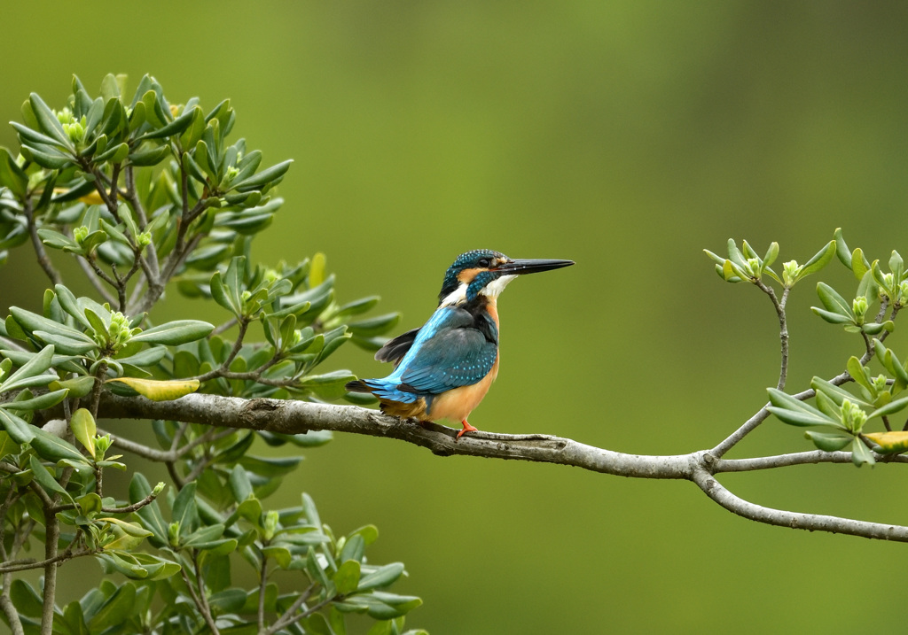 トベラお立ち台２