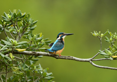 トベラお立ち台２