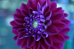 神代植物公園ダリア５