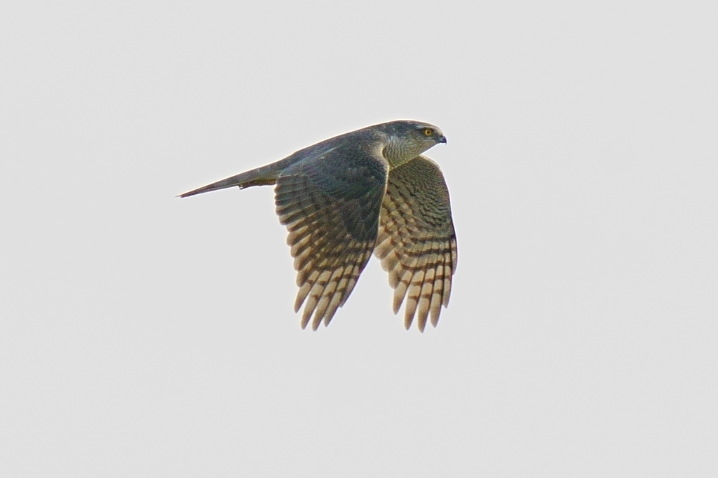 オオタカ成鳥の飛翔4