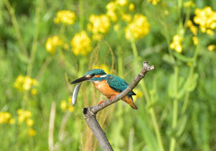 菜の花カワセミ3