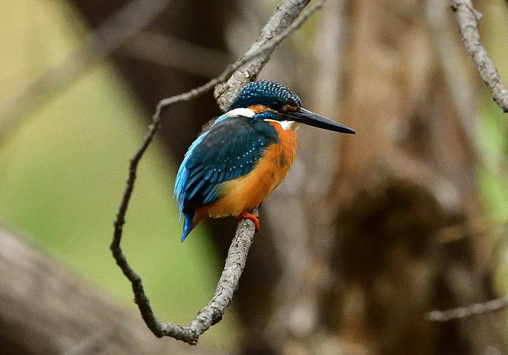 ２週間ぶりのカワ様2