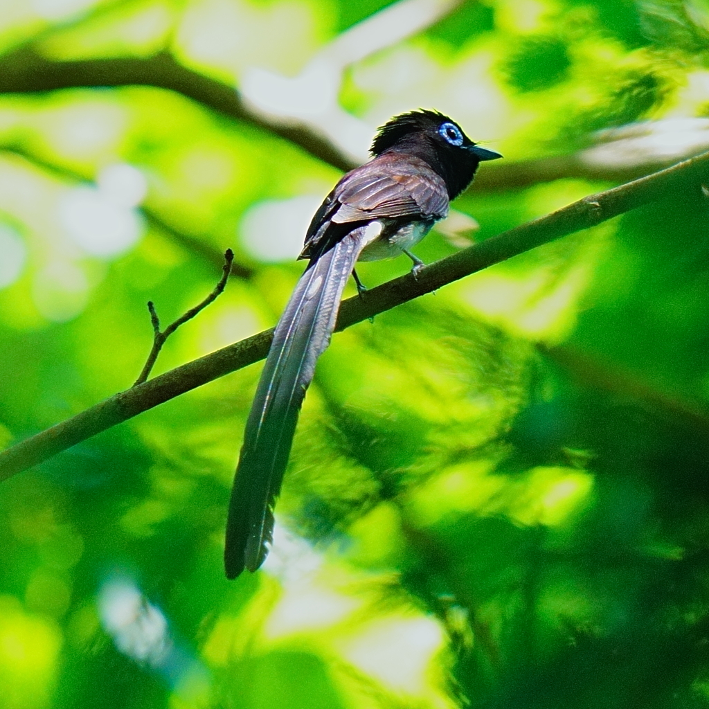 サンコウチョウ4