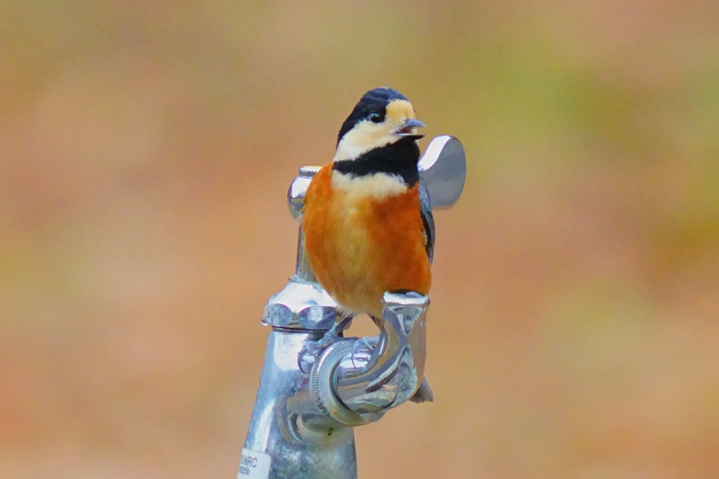 水飲み場に来たヤマガラ1