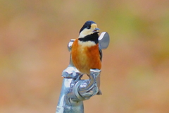 水飲み場に来たヤマガラ1