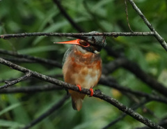 枝被りですが・・・