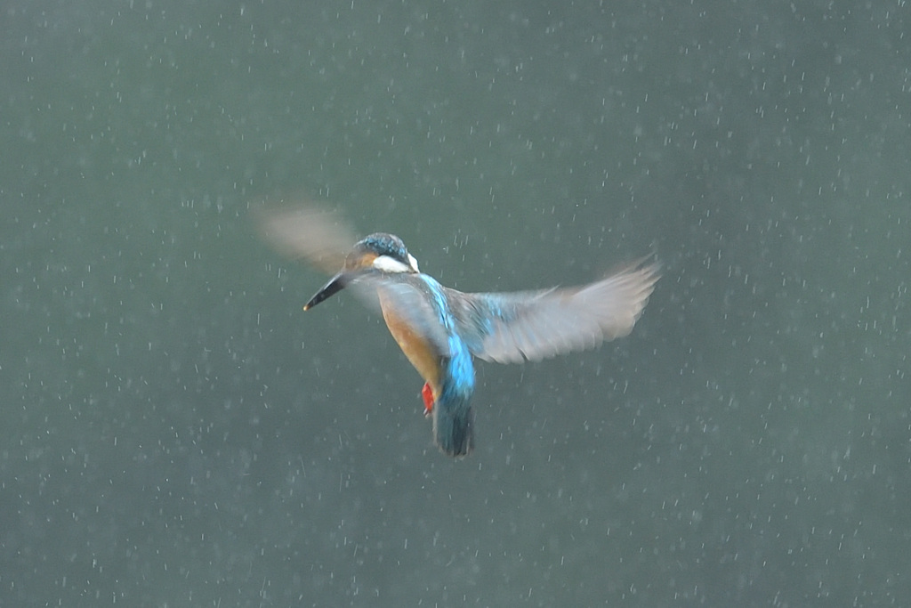 雨のホバ1