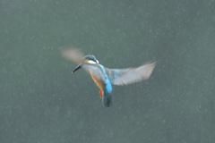 雨のホバ1