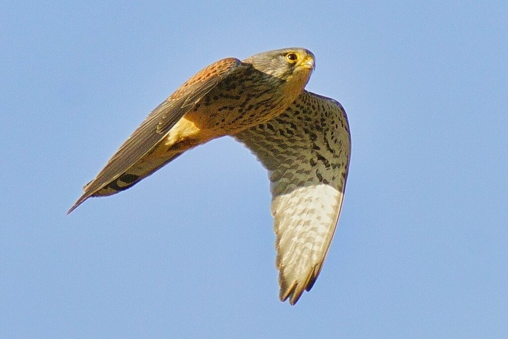 チョウゲンボウ