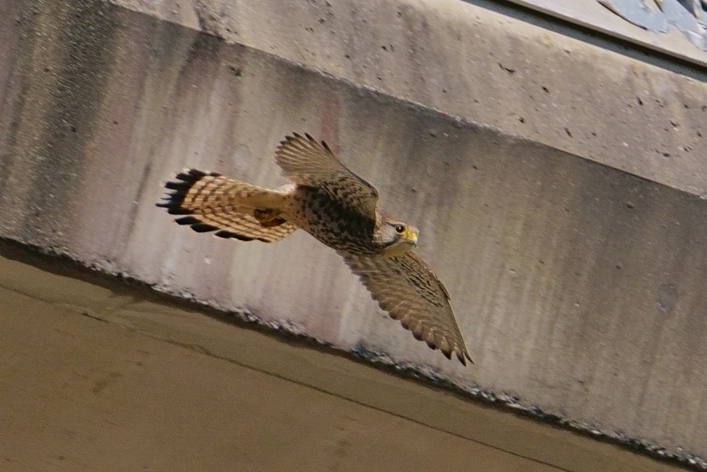 チョウゲンボウ