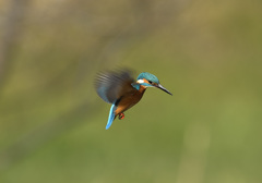 新年初ホバ8 新年初ホバ8