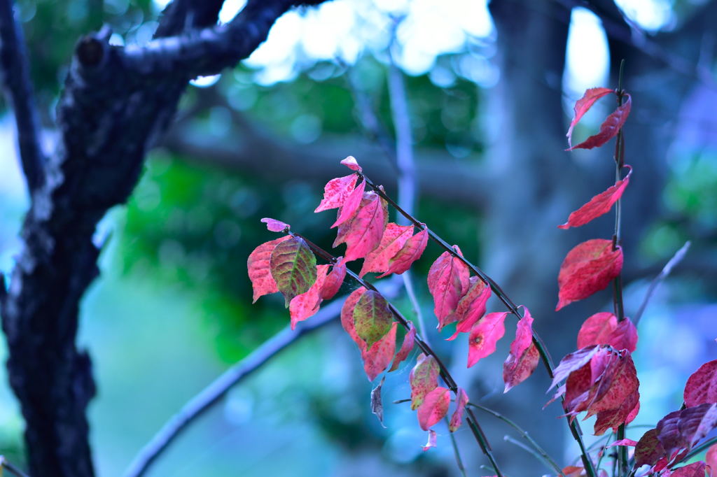 道端のささやかな紅葉