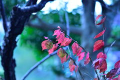 道端のささやかな紅葉