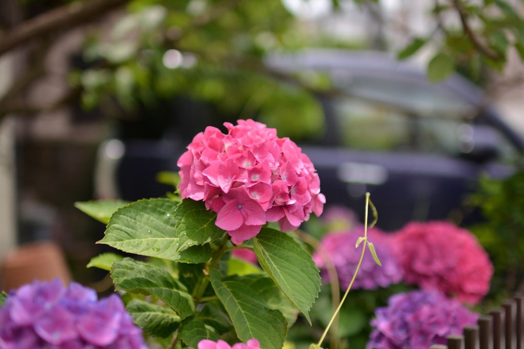 高幡不動の紫陽花