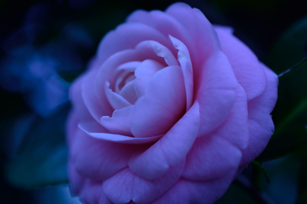 玄関先の花7
