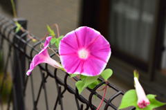 散歩途中のアサガオ